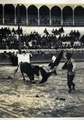 Bullfight 1   (click for a larger preview)