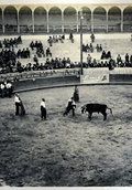 Bullfight 2   (click for a larger preview)
