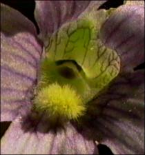 Pinguicula caerulea 2   (click for a larger preview)