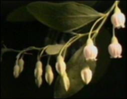 Vaccinium arboreum (Native)   (click for a larger preview)
