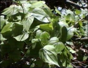 Dioscorea villosa (Native) 10   (click for a larger preview)