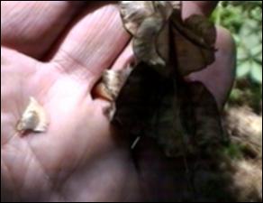 Dioscorea villosa (Native) 11   (click for a larger preview)
