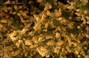 Acacia greggii (Native)   (click for a larger preview)