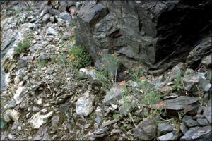 Bouvardia ternifolia (Native)   (click for a larger preview)
