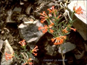Bouvardia ternifolia (Native) 2   (click for a larger preview)