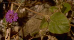 Allionia incarnata (Native) 2   (click for a larger preview)