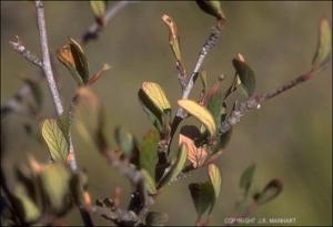 Cercocarpus montanus (Native)   (click for a larger preview)