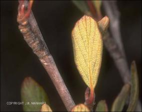 Cercocarpus montanus (Native) 2   (click for a larger preview)
