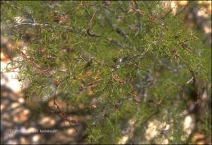 Acacia schottii (Native)   (click for a larger preview)
