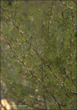 Acacia schottii (Native) 2   (click for a larger preview)