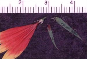 Gaillardia pulchella (Native) 10   (click for a larger preview)