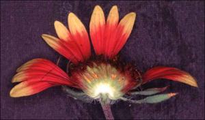 Gaillardia pulchella (Native) 11   (click for a larger preview)