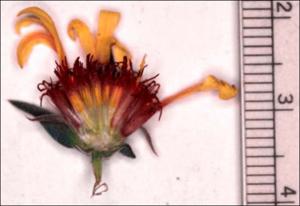 Gaillardia aestivalis (Native)   (click for a larger preview)