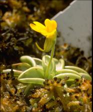 Pinguicula sp. (Cultivated)   (click for a larger preview)