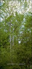 Platanus occidentalis (Native)   (click for a larger preview)