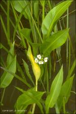 Sagittaria sp., pr. S. platyphylla (Native)   (click for a larger preview)