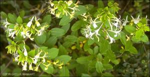 Lonicera japonica (Native)   (click for a larger preview)