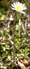 Anemone caroliniana (Native) 6   (click for a larger preview)