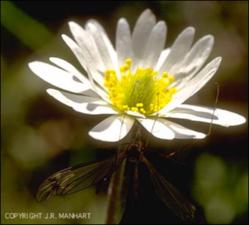 Anemone caroliniana (Native) 7   (click for a larger preview)