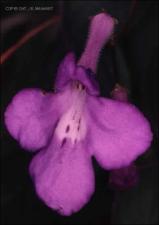 Streptocarpus sp. (Cultivated) 2   (click for a larger preview)