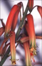 Aloe sp. (Cultivated) 4   (click for a larger preview)