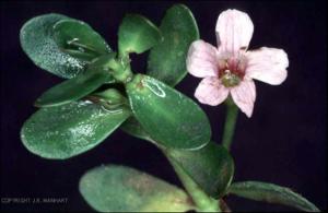 Bacopa monnieri (Native) 3   (click for a larger preview)