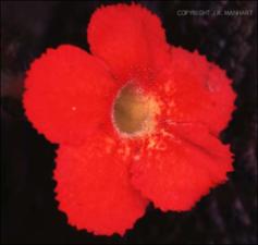 Episcia cupreata (Cultivated) 4   (click for a larger preview)