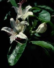 Rhododendron eastmanii (Native)   (click for a larger preview)