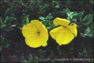 Oenothera drummondii (Native)   (click for a larger preview)