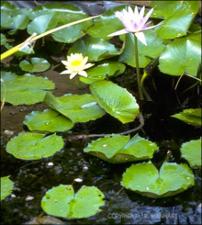 Nymphaea sp.   (click for a larger preview)