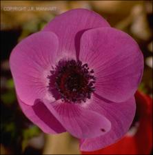 Anemone coronaria   (click for a larger preview)