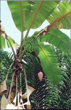 Musa acuminata hybrid (Cultivated)   (click for a larger preview)