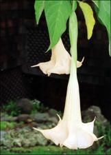 Brugmansia versicolor (Cultivated) 5   (click for a larger preview)