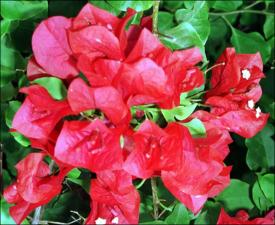 Bougainvillea  cv. San Diego Red (Cultivated)   (click for a larger preview)