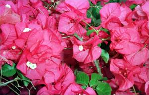 Bougainvillea glabra (Cultivated)   (click for a larger preview)