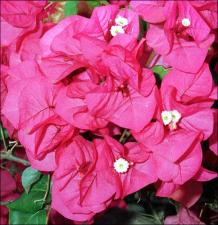 Bougainvillea spectabilis cv. Tahitian Maid (Native)   (click for a larger preview)