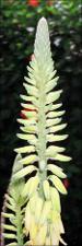 Aloe barbadensis (Cultivated)   (click for a larger preview)