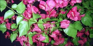 Bougainvillea formosa (Cultivated)   (click for a larger preview)
