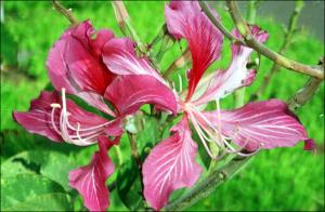 Bauhinia blakeana (Cultivated)   (click for a larger preview)