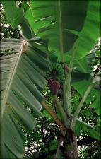 Musa acuminata hybrid (Cultivated) 2   (click for a larger preview)