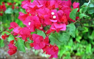 Bougainvillea glabra (Cultivated) 2   (click for a larger preview)