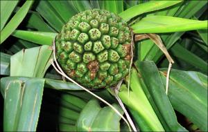 Pandanus odoratissimus (Cultivated)   (click for a larger preview)