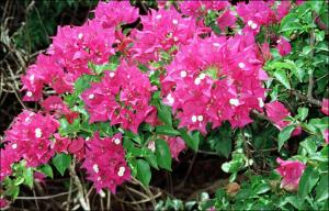 Bougainvillea spectabilis cv. Tahitian Maid (Native) 2   (click for a larger preview)