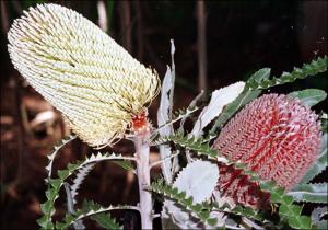 Banksia speciosa (Cultivated)   (click for a larger preview)