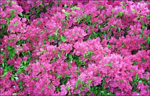 Bougainvillea glabra (Cultivated) 3   (click for a larger preview)