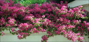 Bougainvillea glabra (Cultivated) 4   (click for a larger preview)