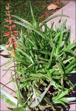 Aloe ciliaris (Cultivated)   (click for a larger preview)