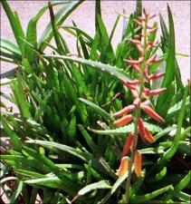 Aloe ciliaris (Cultivated) 2   (click for a larger preview)