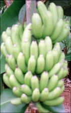 Musa acuminata (Cultivated) 4   (click for a larger preview)