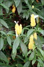 Pachystachys lutea (Cultivated)   (click for a larger preview)